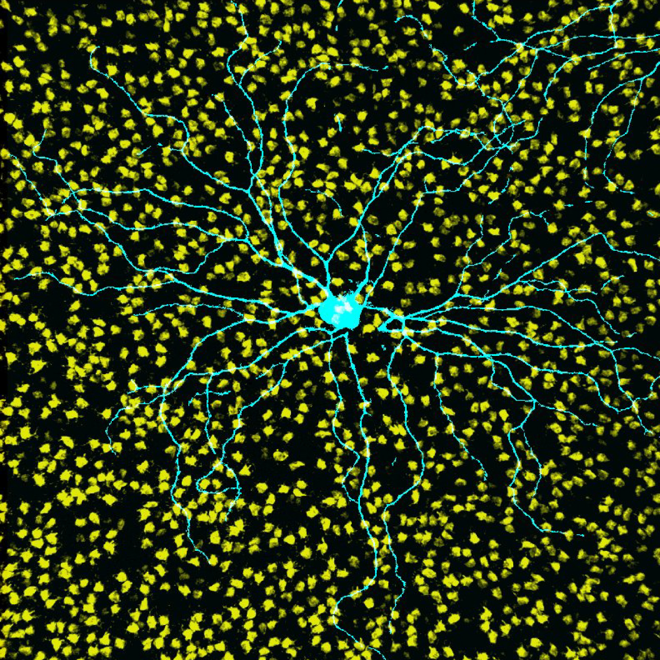 Retinal ganglion cell